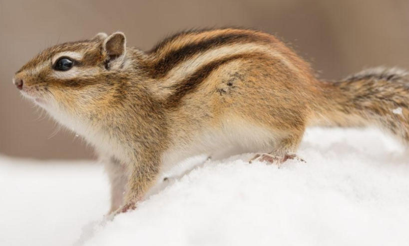 北京日上防盗门有限公司轮播图3